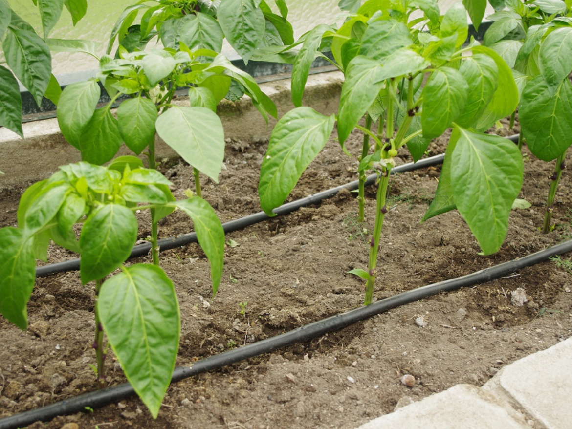 Kvapková hadica do záhrady